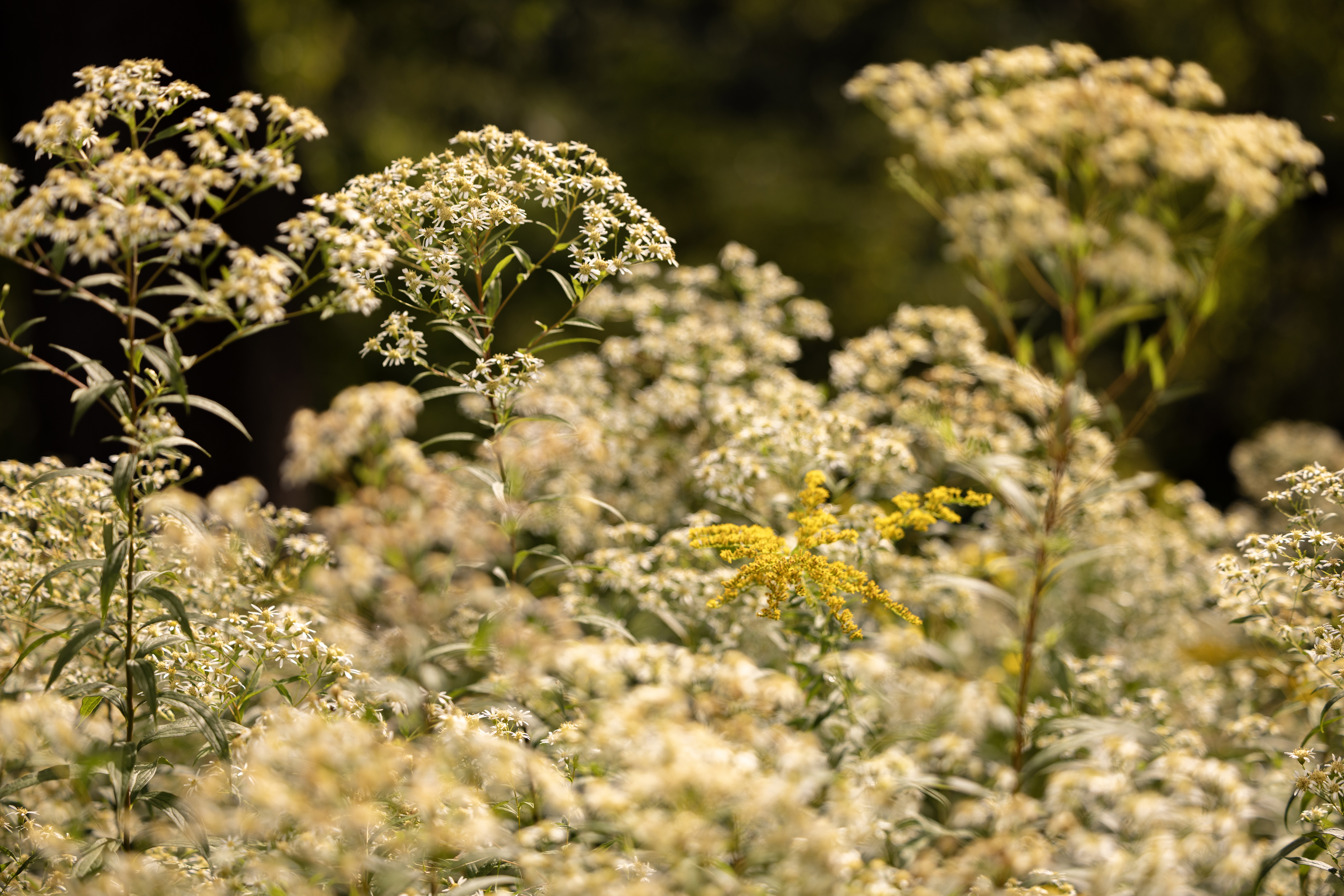 Aster and goldenrod in meadow